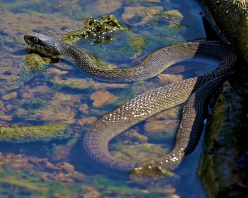 Couleuvre d'eau/Water Snake